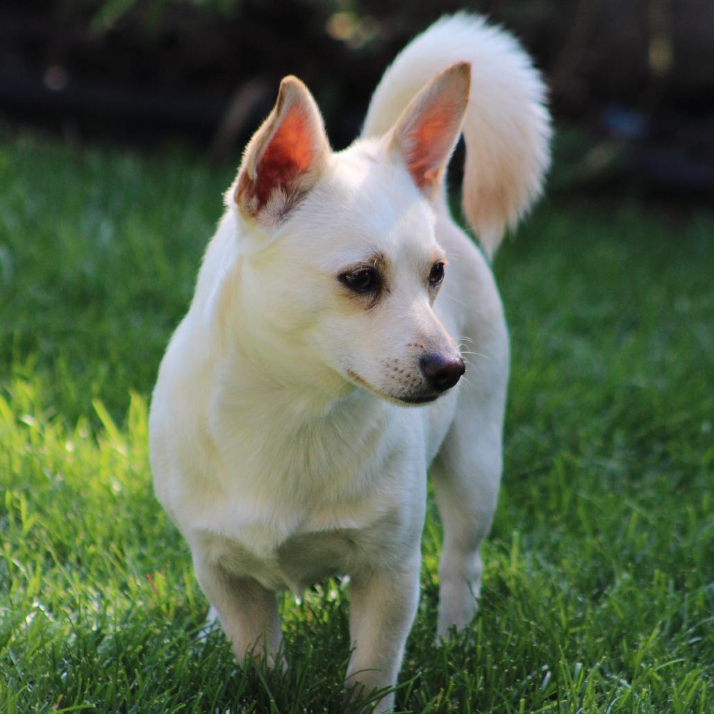 Enlarge Palomo, a Adoptable mixed breed in West Richland, WA image 3/6