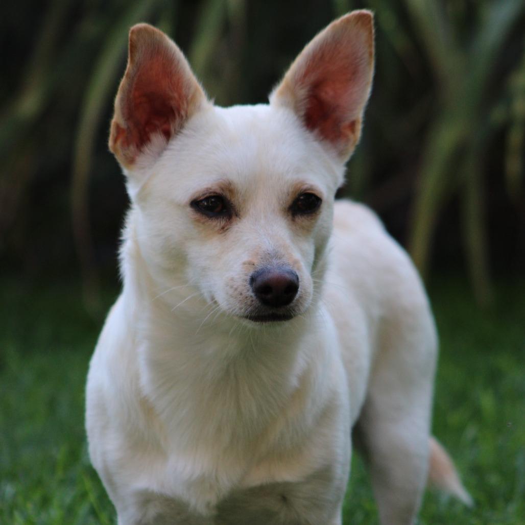 Enlarge Palomo, a Adoptable mixed breed in West Richland, WA image 4/6