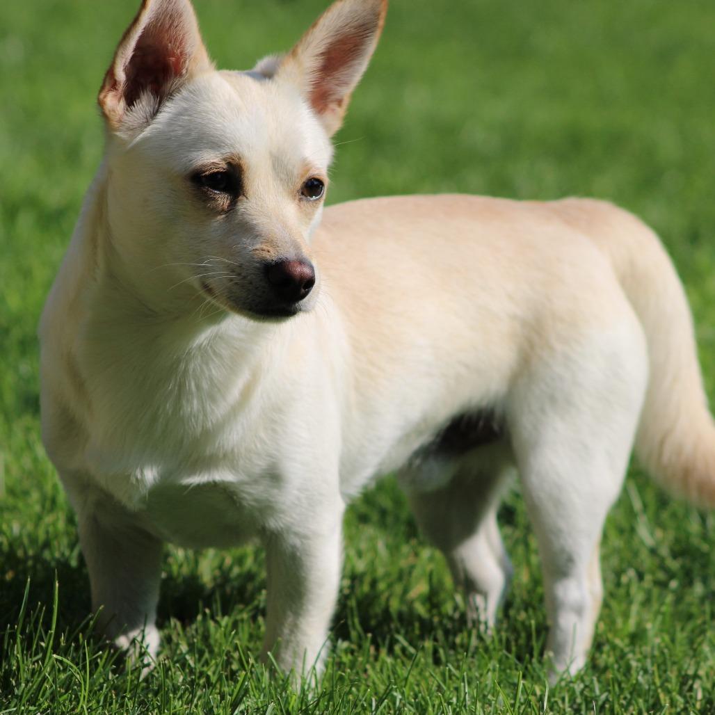 Enlarge Palomo, a Adoptable mixed breed in West Richland, WA image 5/6