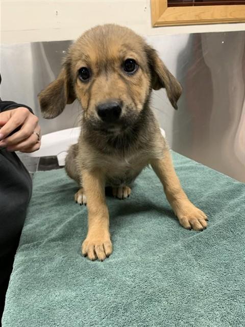 Enlarge KITTY, a Adoptable Husky in Fairbanks, AK image 1/1