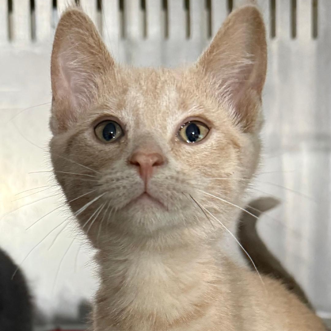 SUGAR, an adoptable Domestic Short Hair in Gresham, WI, 54128 | Photo Image 1
