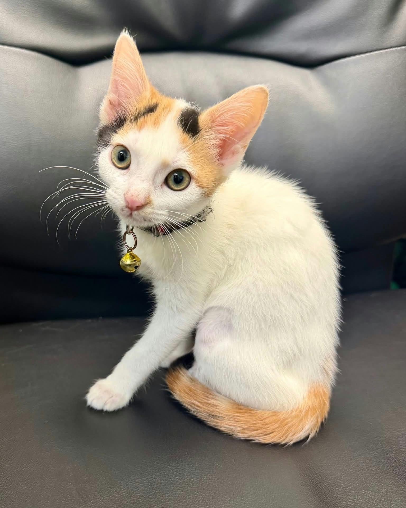 Suzie Q, Adoptable, Young Female American Shorthair.
