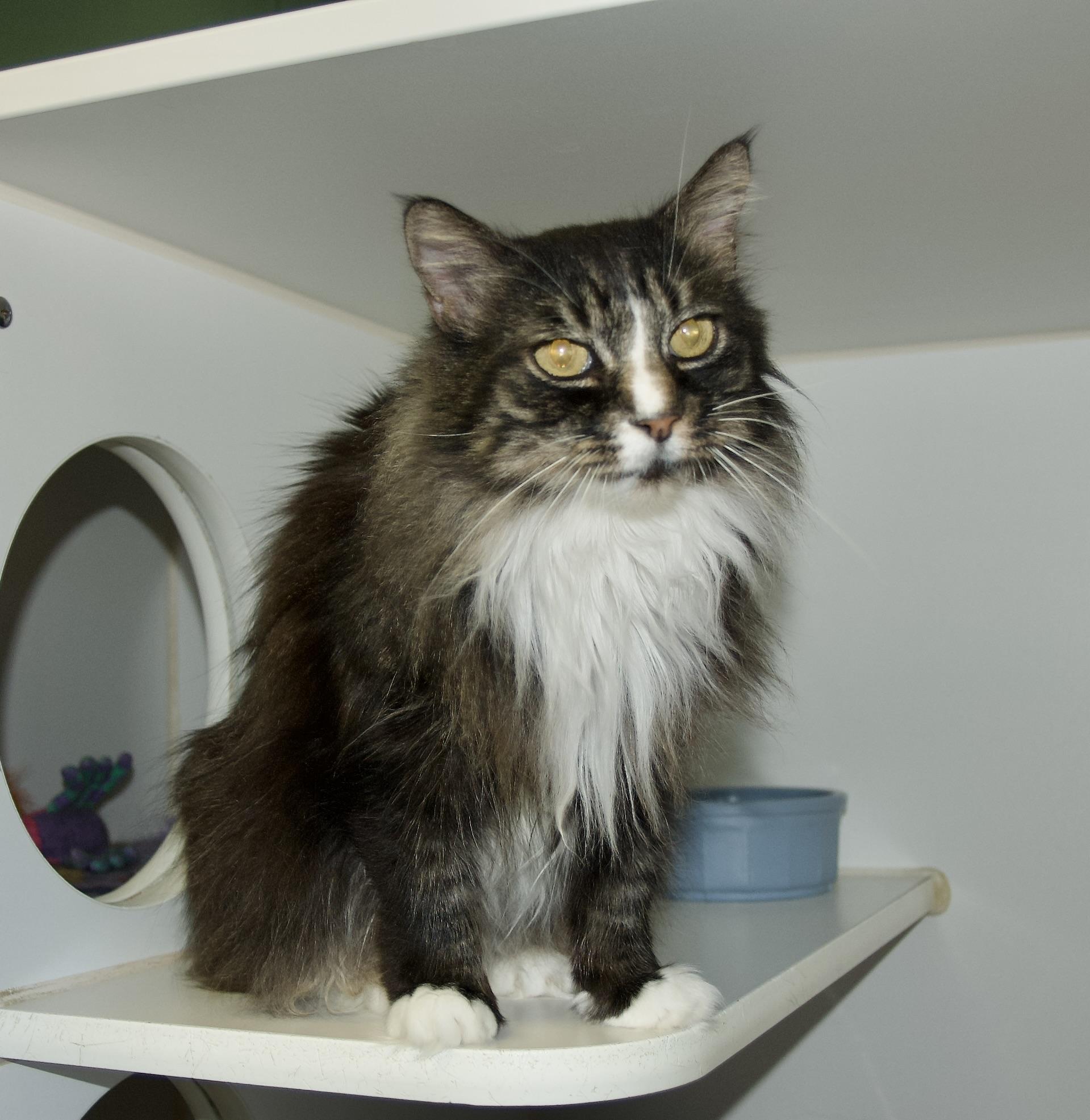 Acorn, an adoptable Domestic Long Hair in Grass Valley, CA, 95949 | Photo Image 3