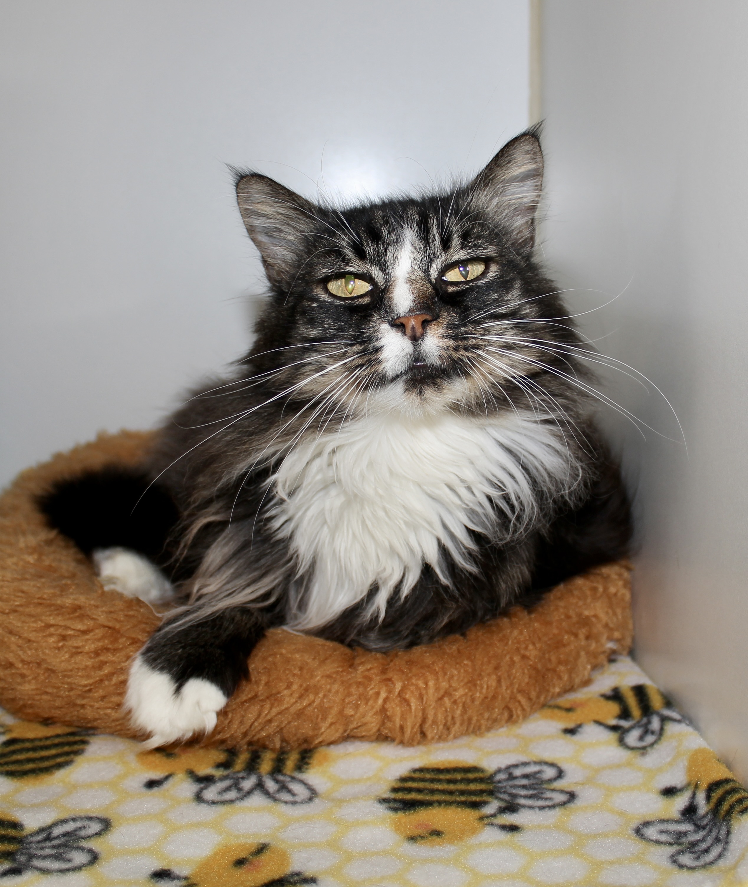 Acorn, an adoptable Domestic Long Hair in Grass Valley, CA, 95949 | Photo Image 4