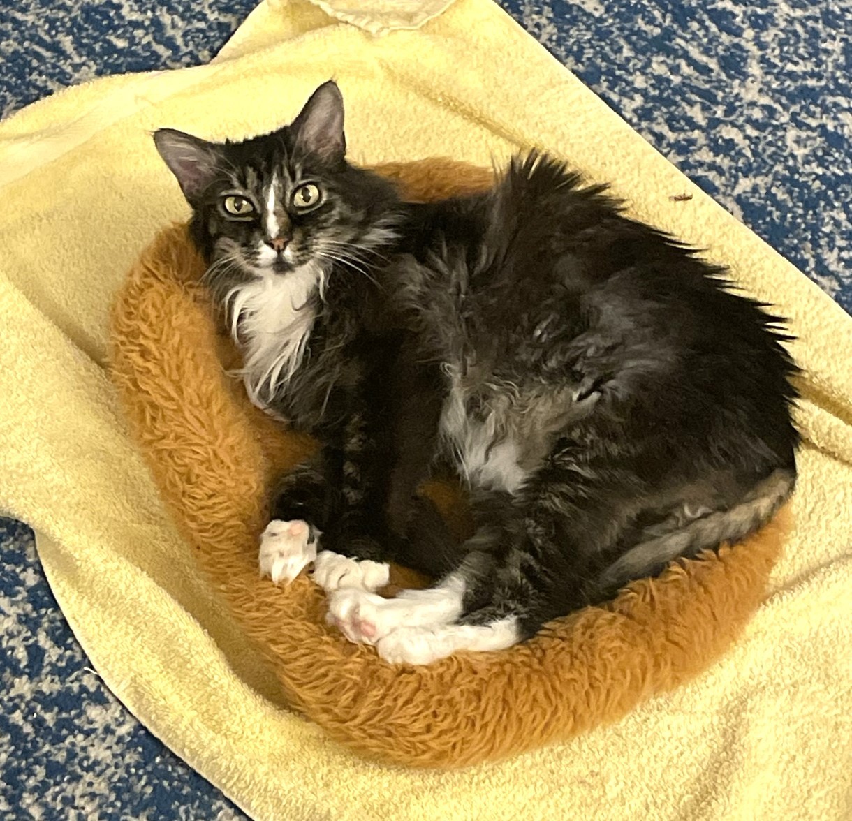 Acorn, an adoptable Domestic Long Hair in Grass Valley, CA, 95949 | Photo Image 5