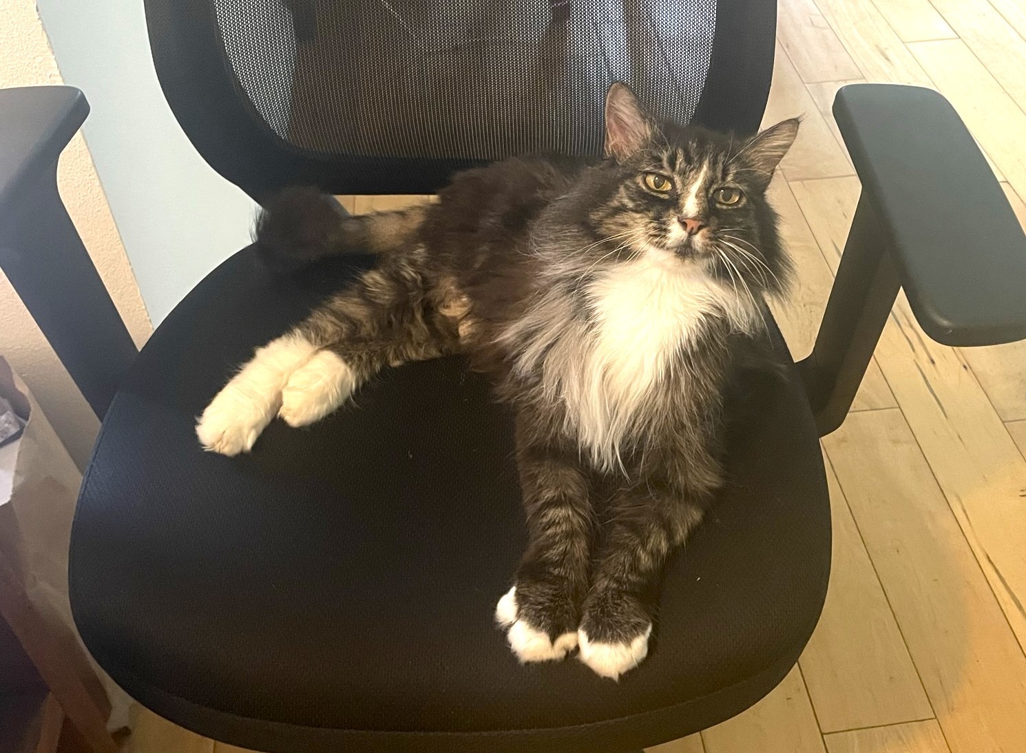 Acorn, an adoptable Domestic Long Hair in Grass Valley, CA, 95949 | Photo Image 6