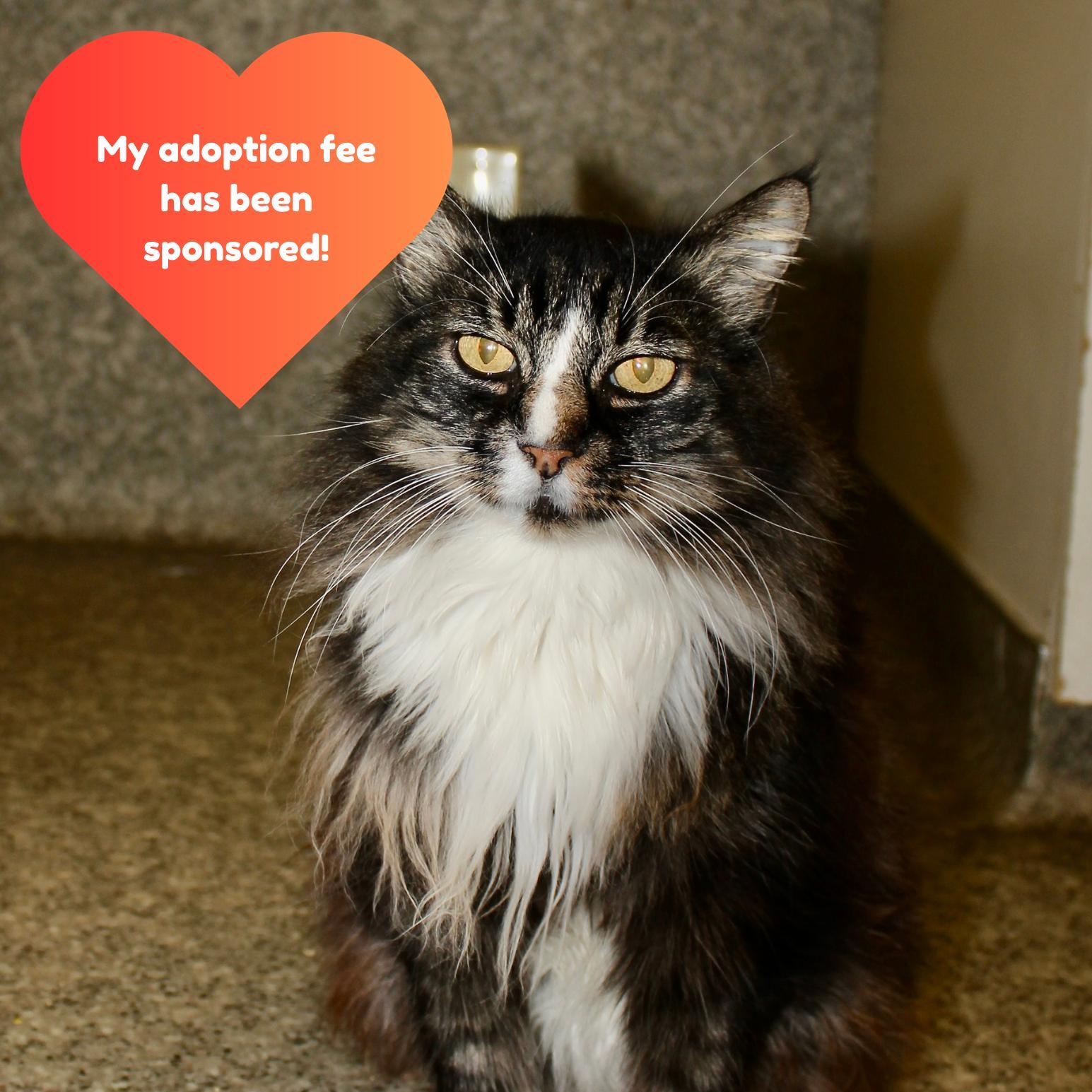 Acorn, an adoptable Domestic Long Hair in Grass Valley, CA, 95949 | Photo Image 1