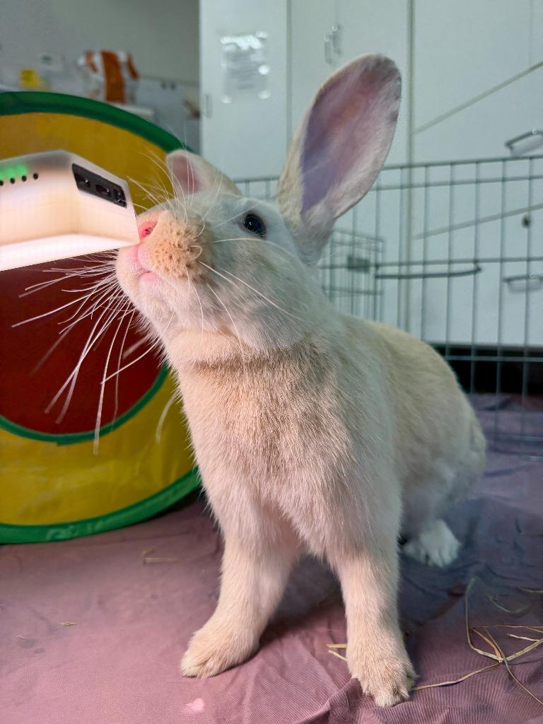 Enlarge Fire Prince, a Adoptable Palomino in Pflugerville, TX image 1/6