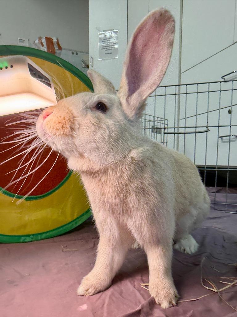 Enlarge Fire Prince, a Adoptable Palomino in Pflugerville, TX image 2/6