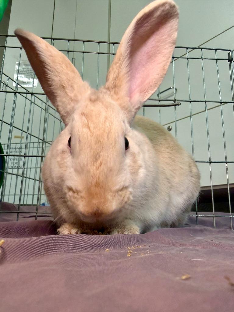 Enlarge Fire Prince, a Adoptable Palomino in Pflugerville, TX image 3/6