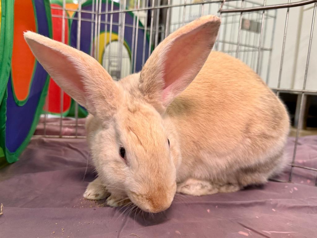 Enlarge Fire Prince, a Adoptable Palomino in Pflugerville, TX image 4/6