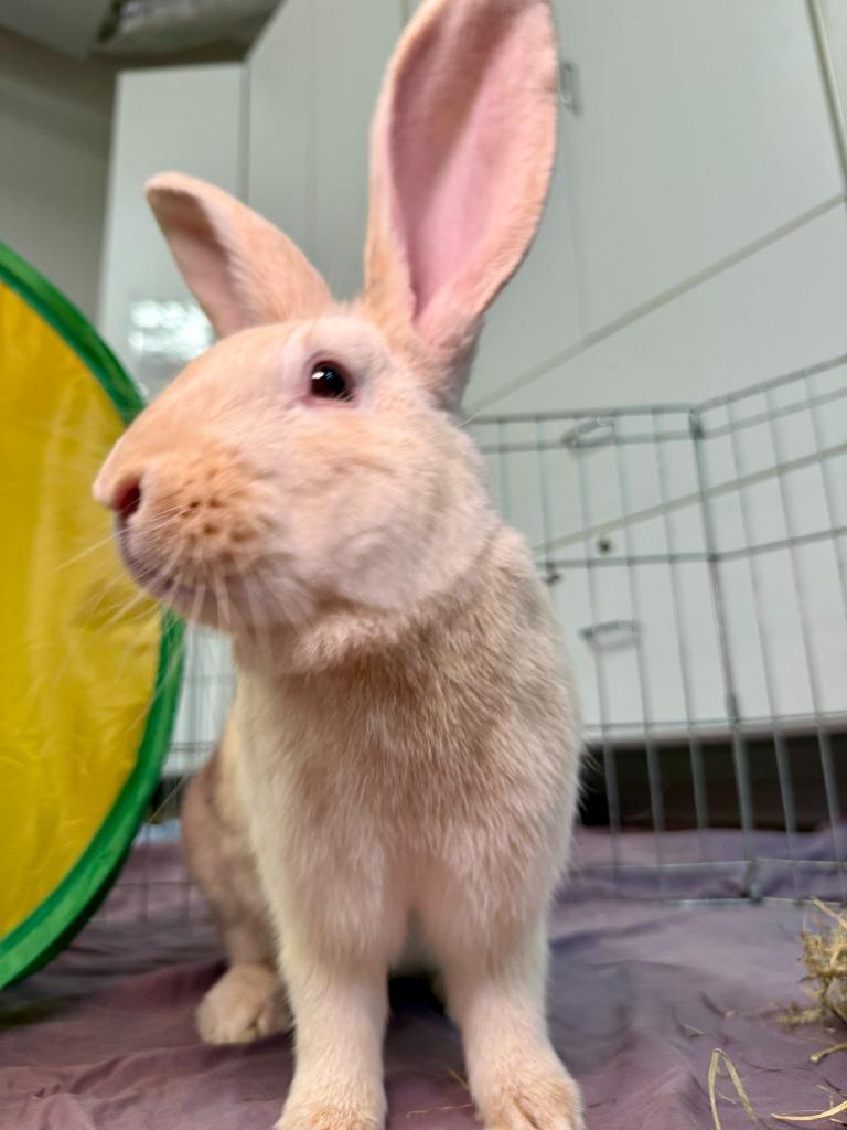 Enlarge Fire Prince, a Adoptable Palomino in Pflugerville, TX image 5/6