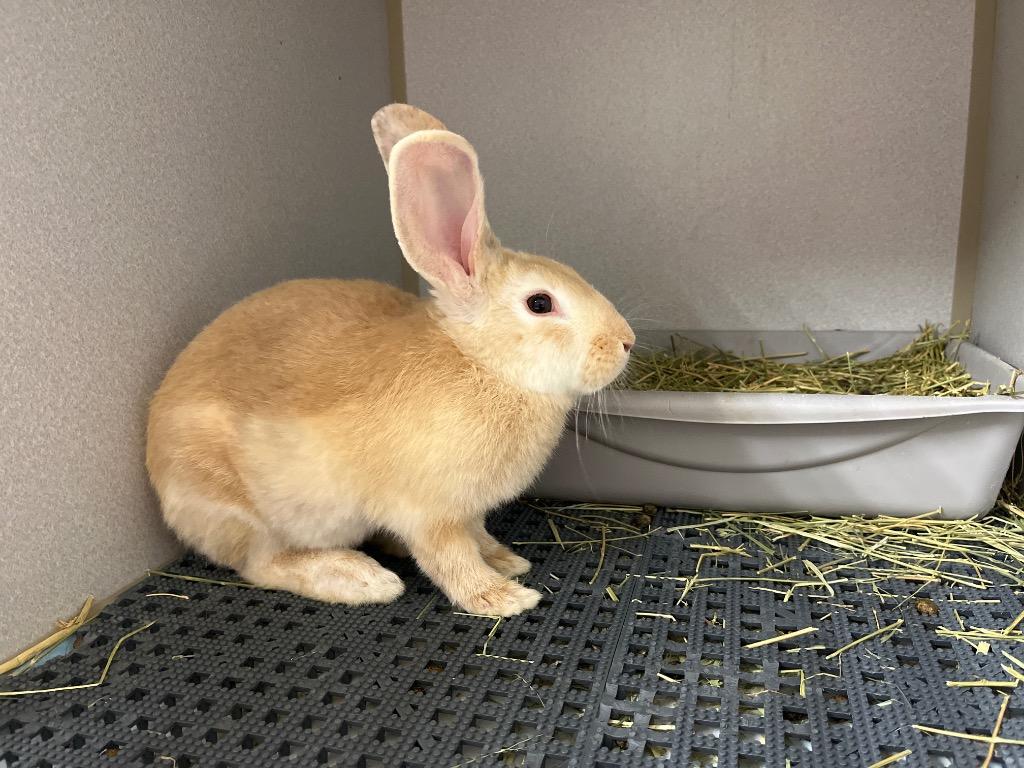 Enlarge Fire Prince, a Adoptable Palomino in Pflugerville, TX image 1/1