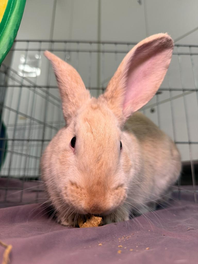 Enlarge Fire Prince, a Adoptable Palomino in Pflugerville, TX image 6/6