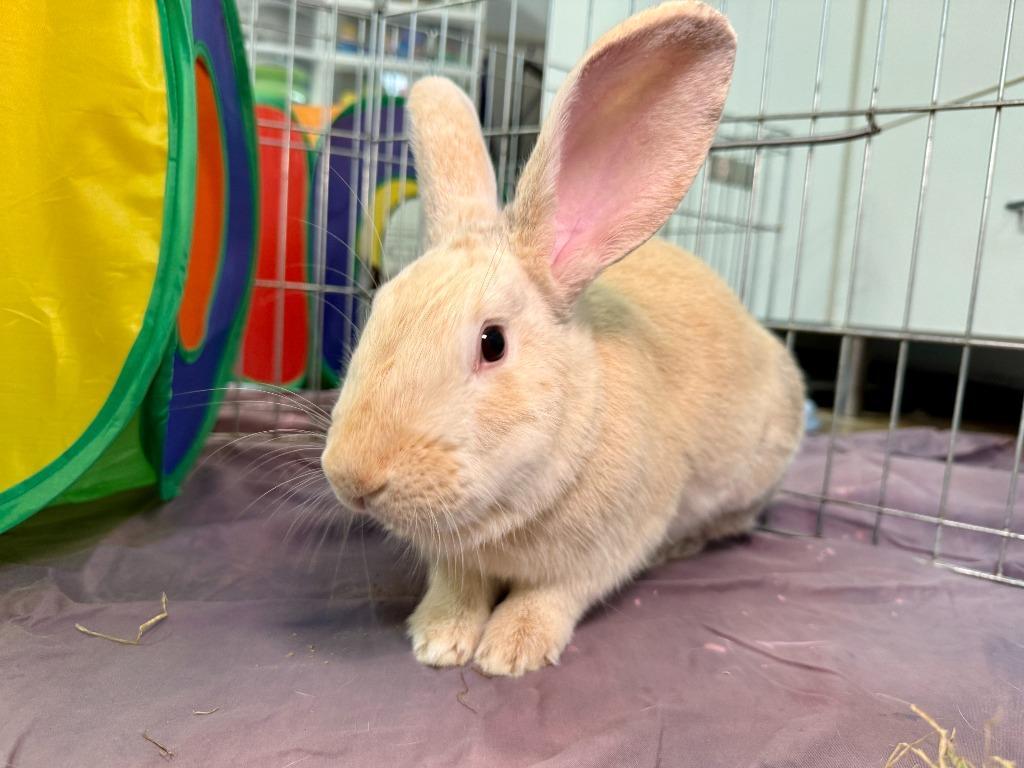 Enlarge Fire Prince, a Adoptable Palomino in Pflugerville, TX image 6/6