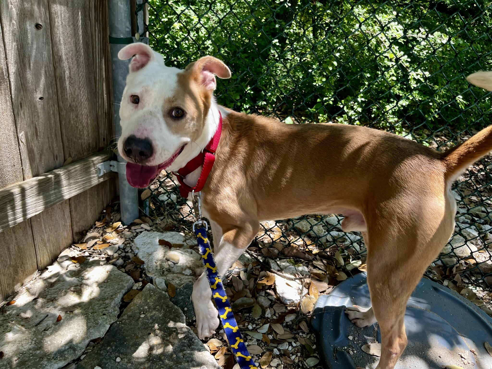 Mack, ADOPTABLE, Adult Male Bull Terrier & American Staffordshire Terrier.