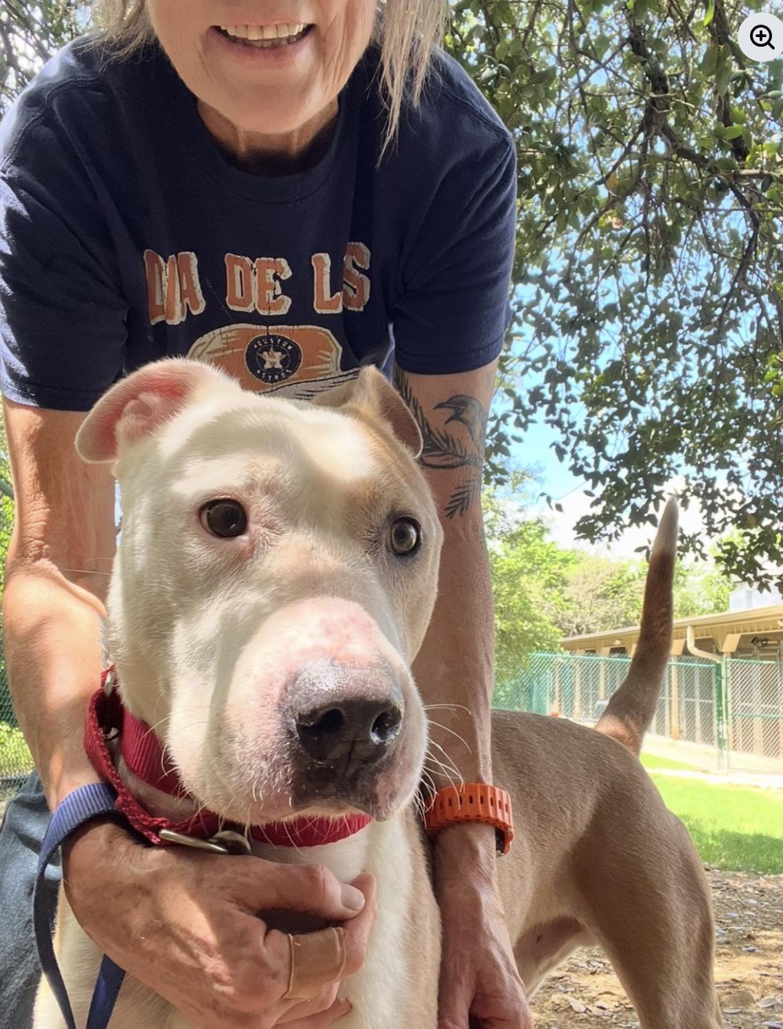 Enlarge Mack, a ADOPTABLE mixed breed in Austin, TX image 4/5