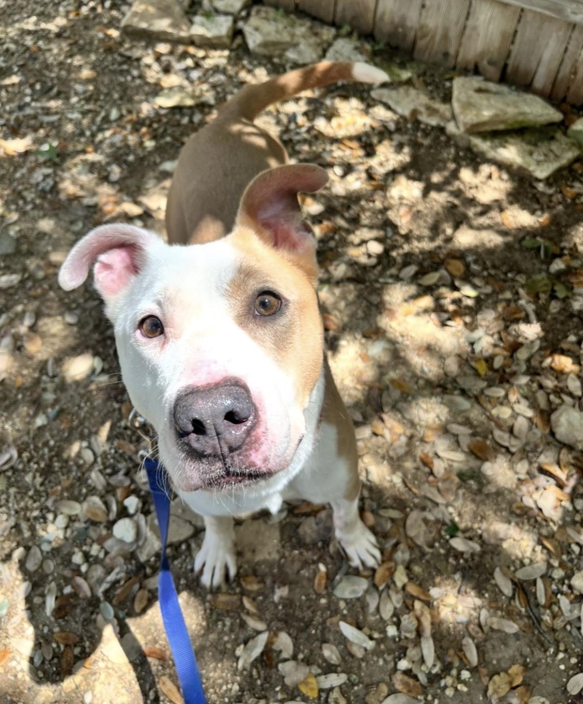 Enlarge Mack, a ADOPTABLE mixed breed in Austin, TX image 5/5