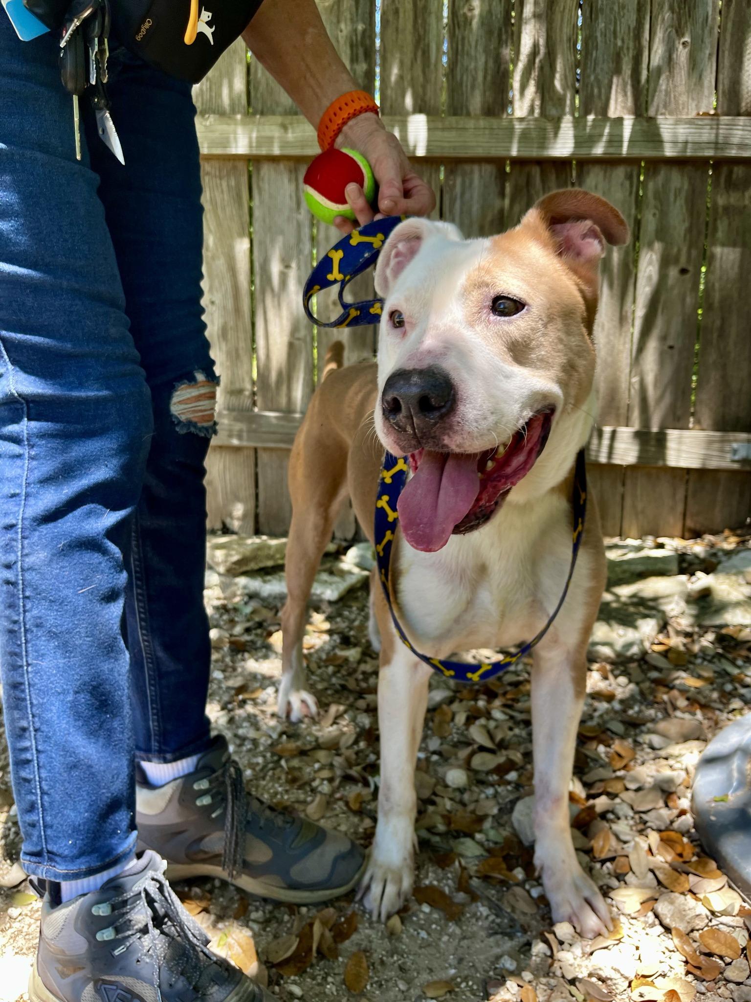 Enlarge Mack, a ADOPTABLE mixed breed in Austin, TX image 3/5