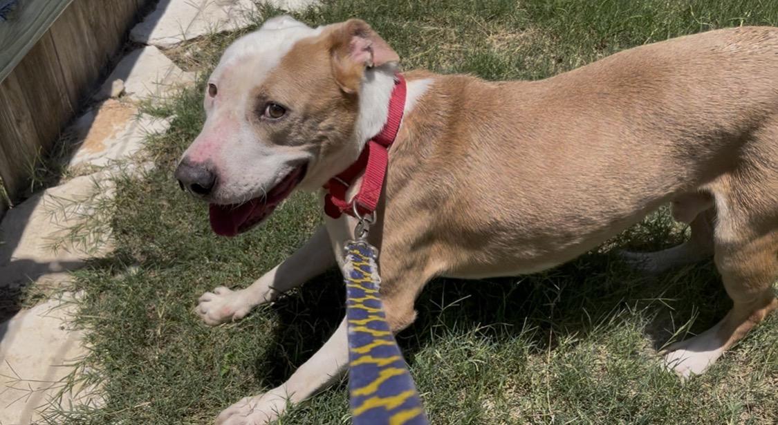 Enlarge Mack, a ADOPTABLE mixed breed in Austin, TX image 2/5