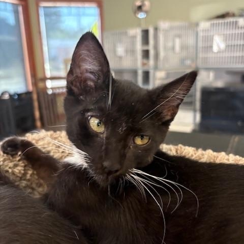 Enlarge Roger, a Adopted Domestic Short Hair in Grass Valley, CA image 1/1