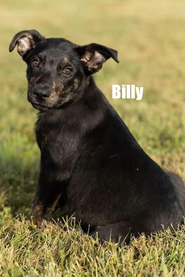 Enlarge Billy, a Adoptable mixed breed in Irwin, PA image 1/1