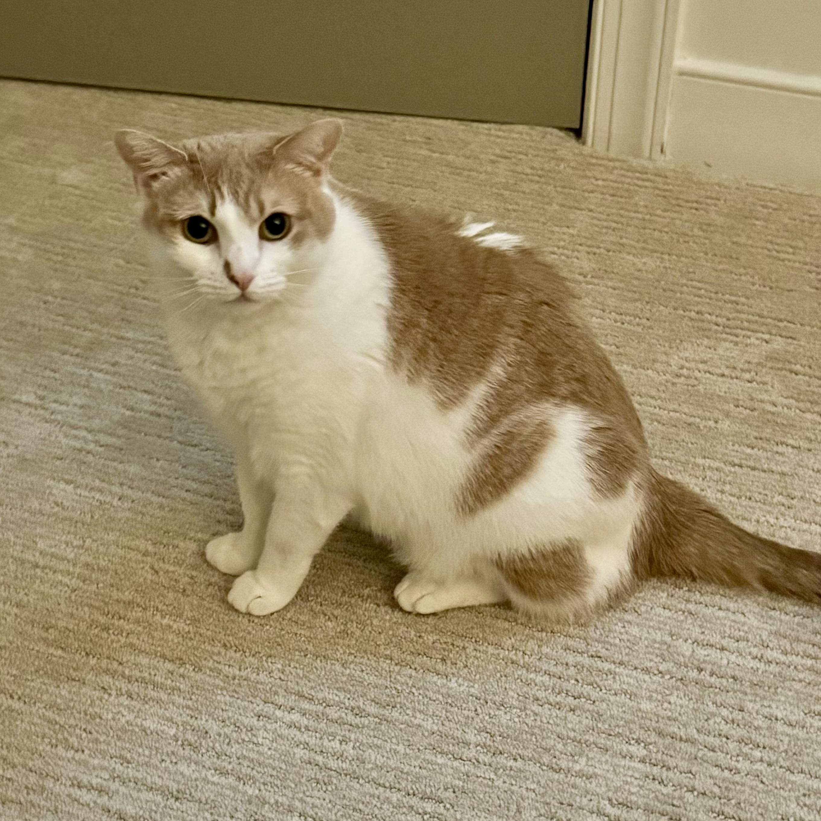 Enlarge Rosalita, a Adoptable Domestic Short Hair in Richmond, VA image 4/5