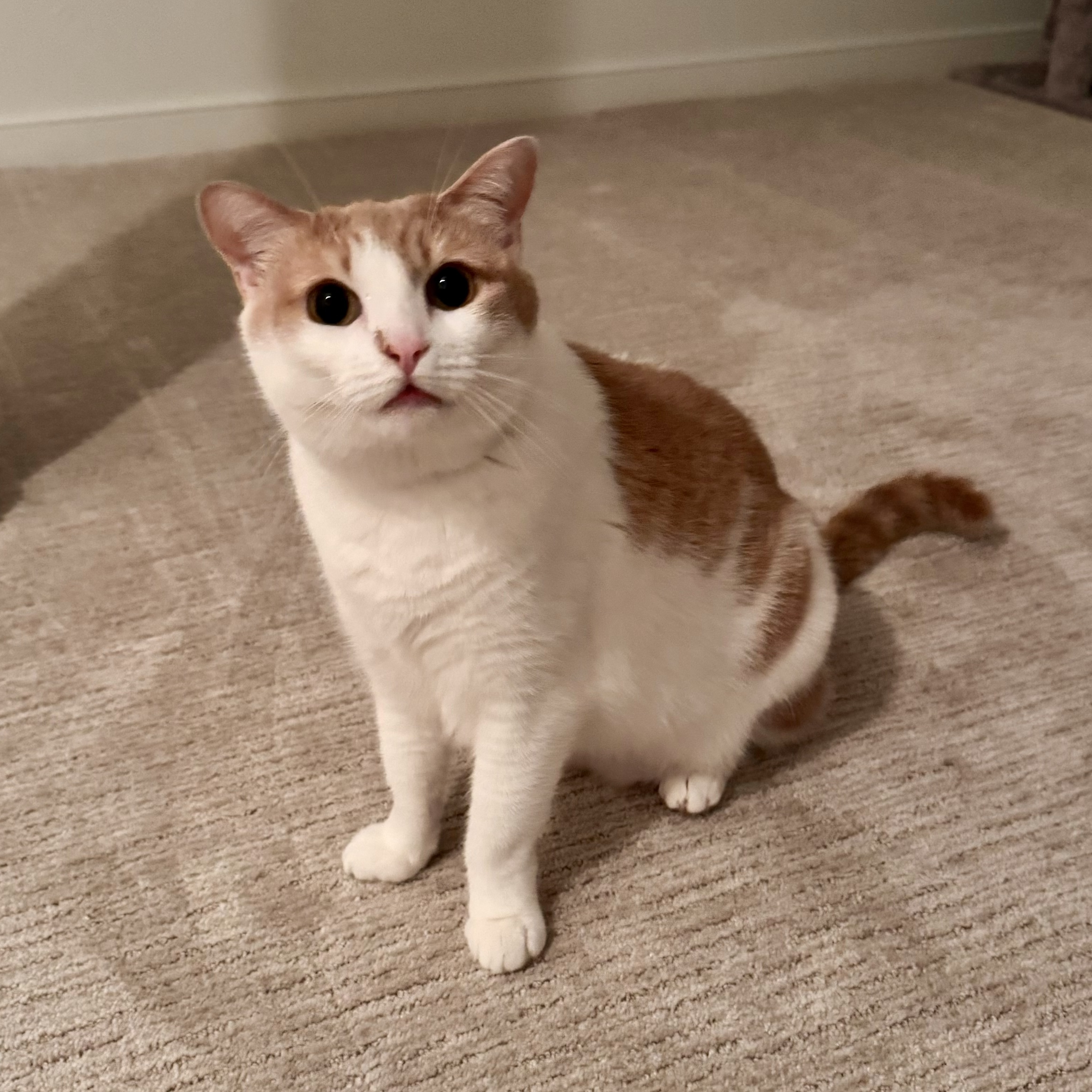 Enlarge Rosalita, a Adoptable Domestic Short Hair in Richmond, VA image 2/5