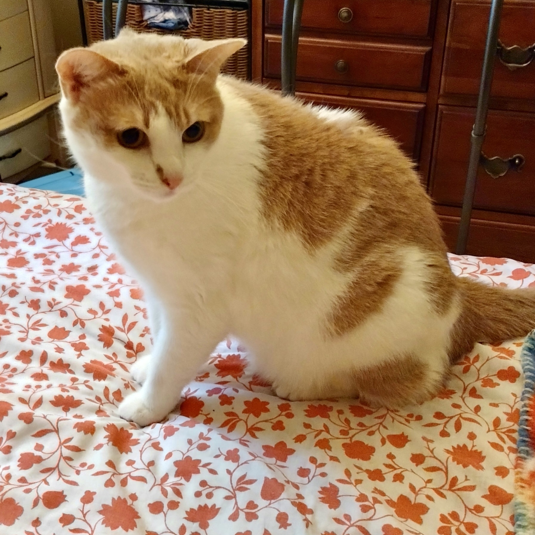 Rosalita, Adoptable, Adult Female Domestic Short Hair.