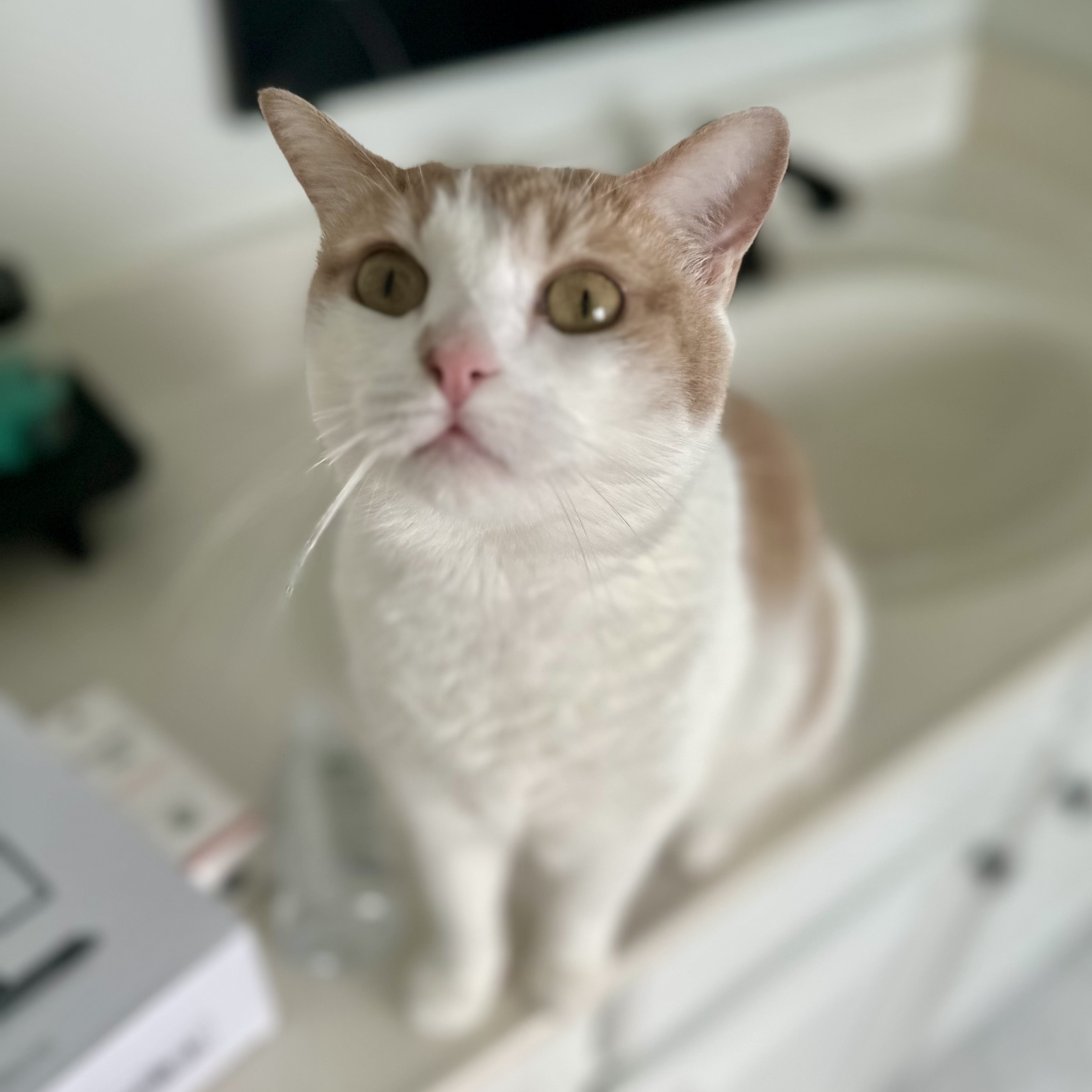 Enlarge Rosalita, a Adoptable Domestic Short Hair in Richmond, VA image 3/5