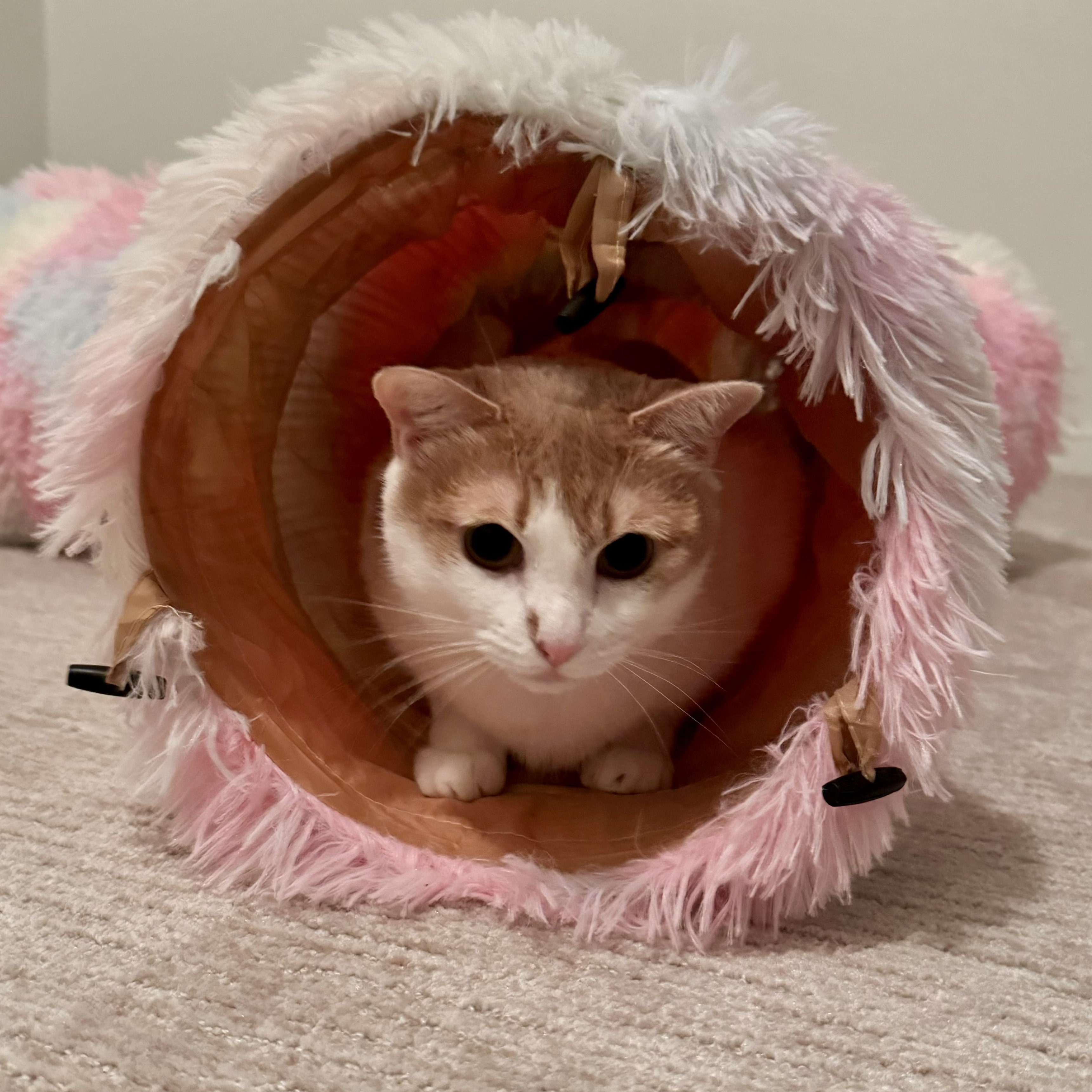 Enlarge Rosalita, a Adoptable Domestic Short Hair in Richmond, VA image 5/5