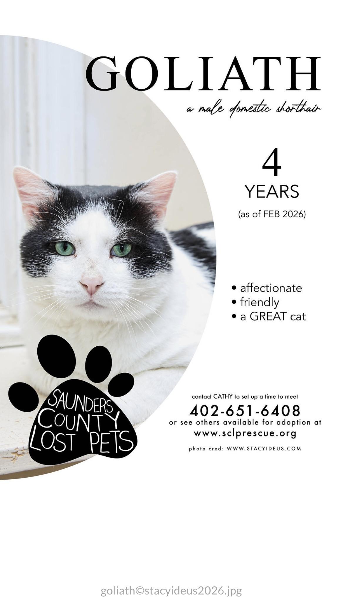 Goliath, adopted, Adult Male Domestic Short Hair.