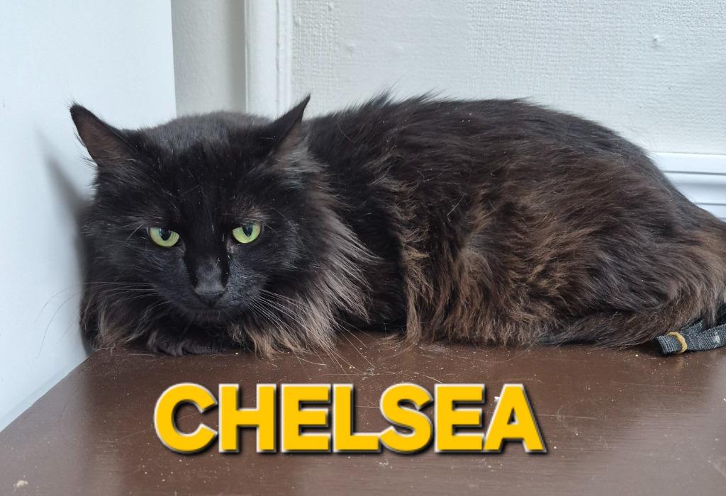 Enlarge Chelsea, a Adoptable mixed breed in Rome, GA image 1/1