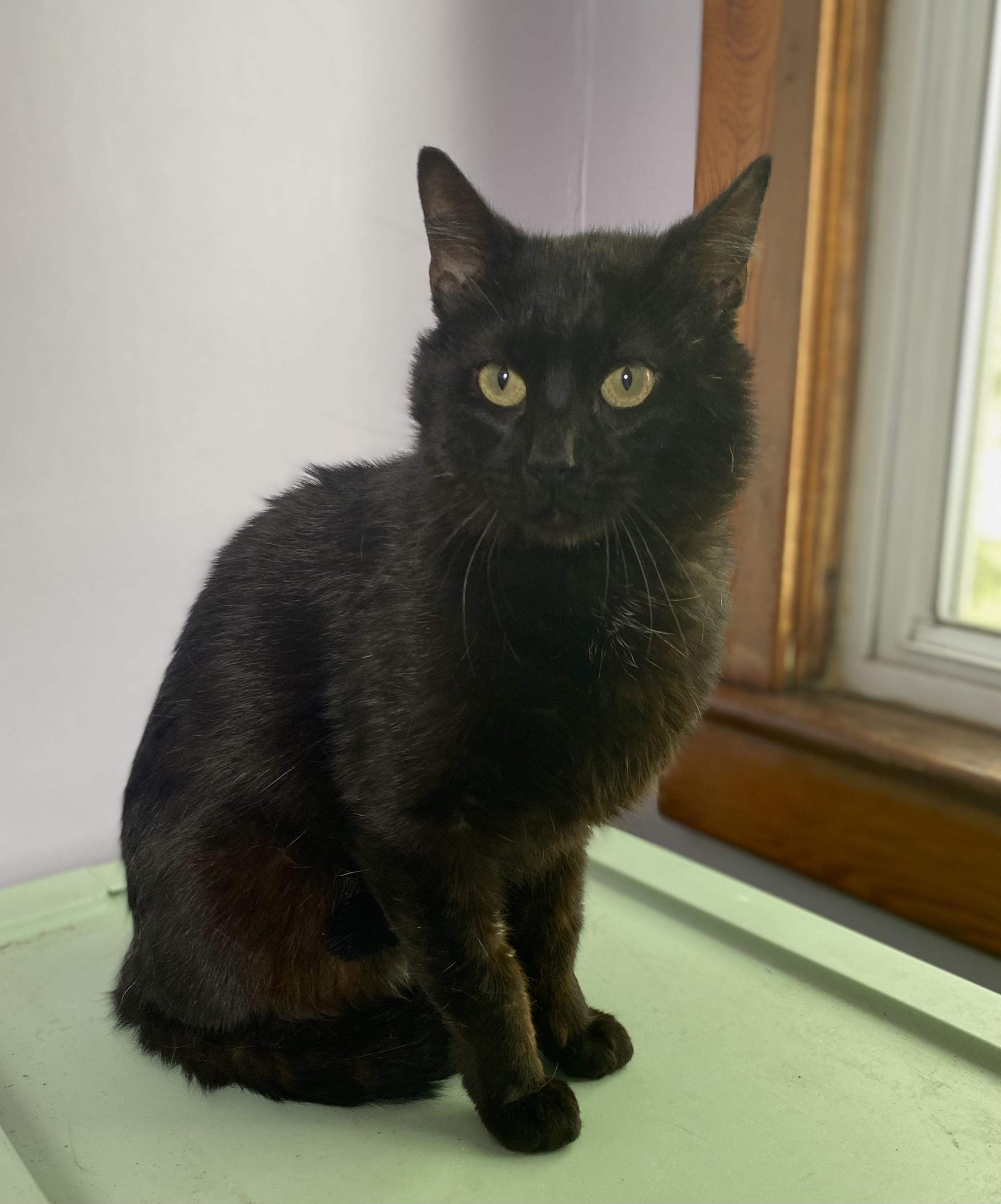 Felix, adopted, Adult Male Domestic Short Hair.