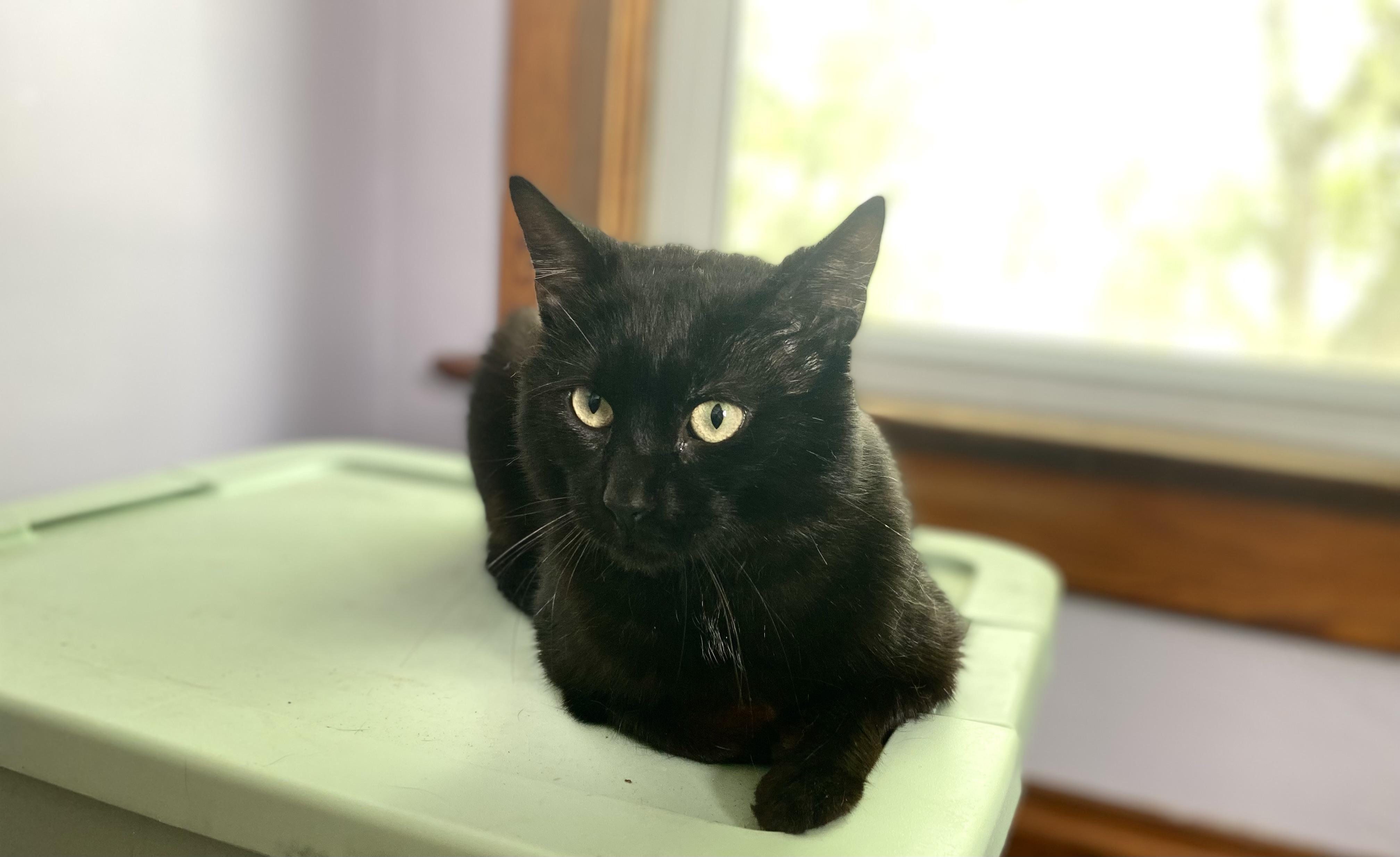 Enlarge Felix, an adopted Domestic Short Hair in Amboy, IL image 2/4