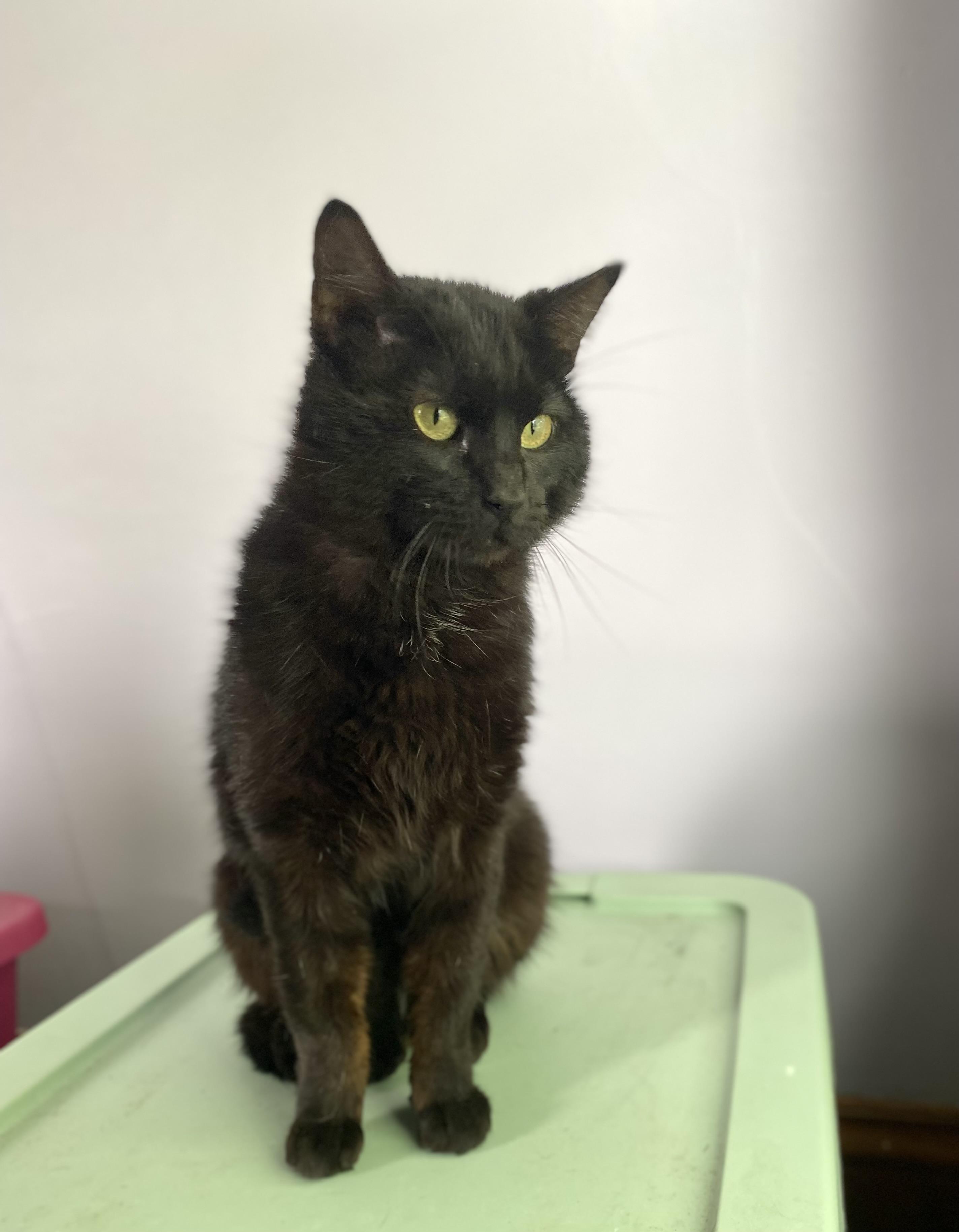 Enlarge Felix, an adopted Domestic Short Hair in Amboy, IL image 3/4