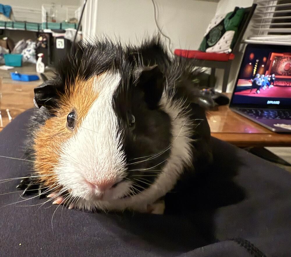 Enlarge Prince, an adoptable Guinea Pig in Austin, TX image 2/3