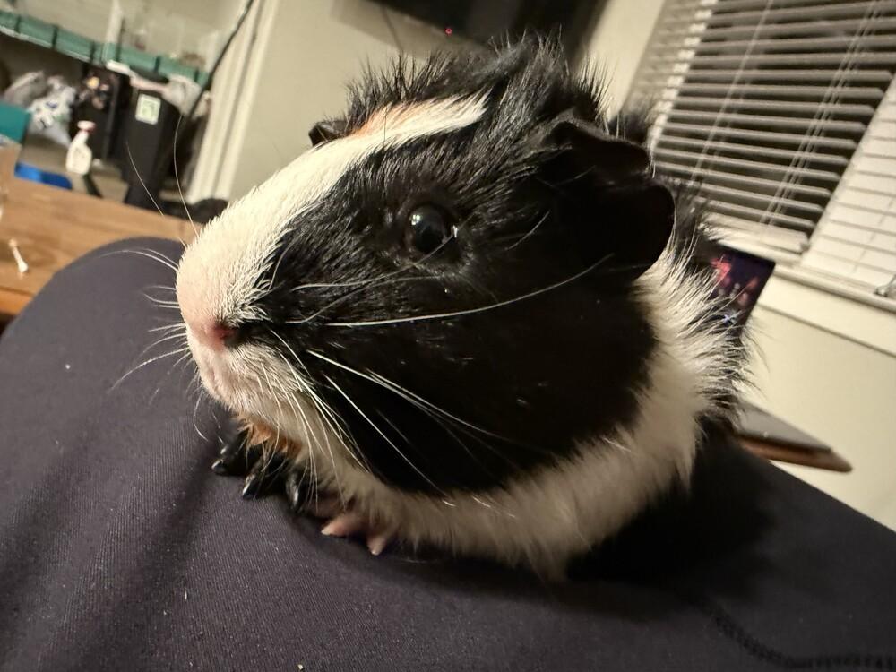 Enlarge Prince, an adoptable Guinea Pig in Austin, TX image 3/3