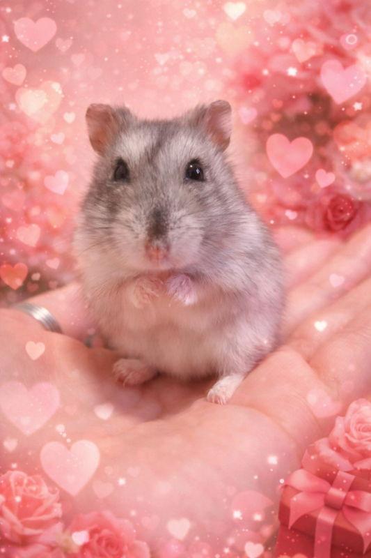 Strawberry ⭐️, Adopted, Adult Female Hamster.