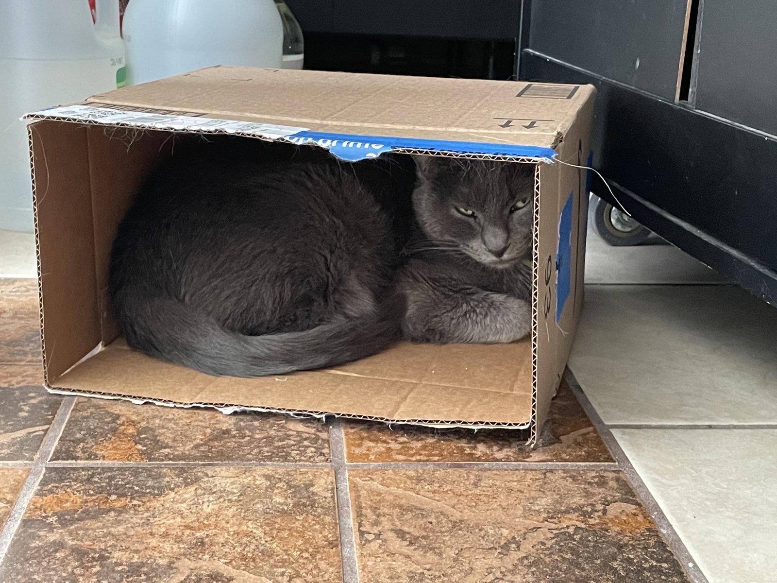 Luna, Adoptable, Adult Female Domestic Short Hair.