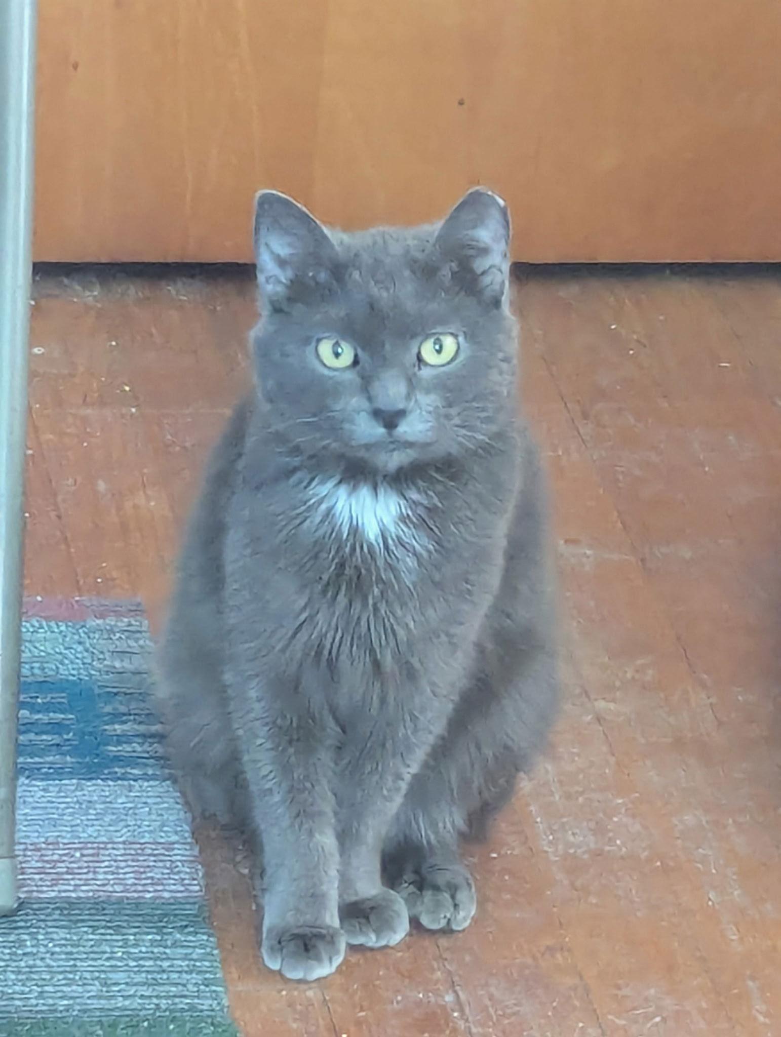 Enlarge Luna, a Adoptable Domestic Short Hair in Harrisburg, PA image 1/2