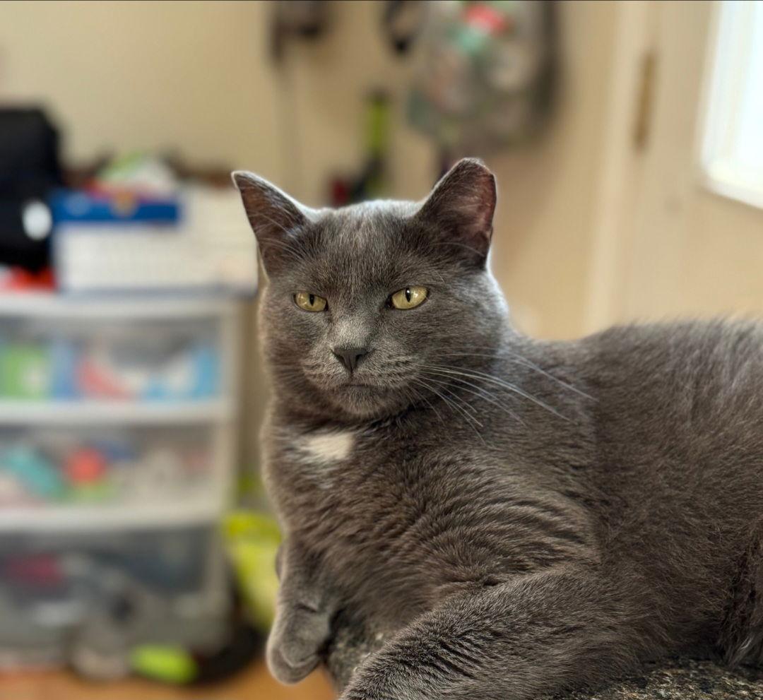 Enlarge Luna, a Adoptable Domestic Short Hair in Harrisburg, PA image 2/2