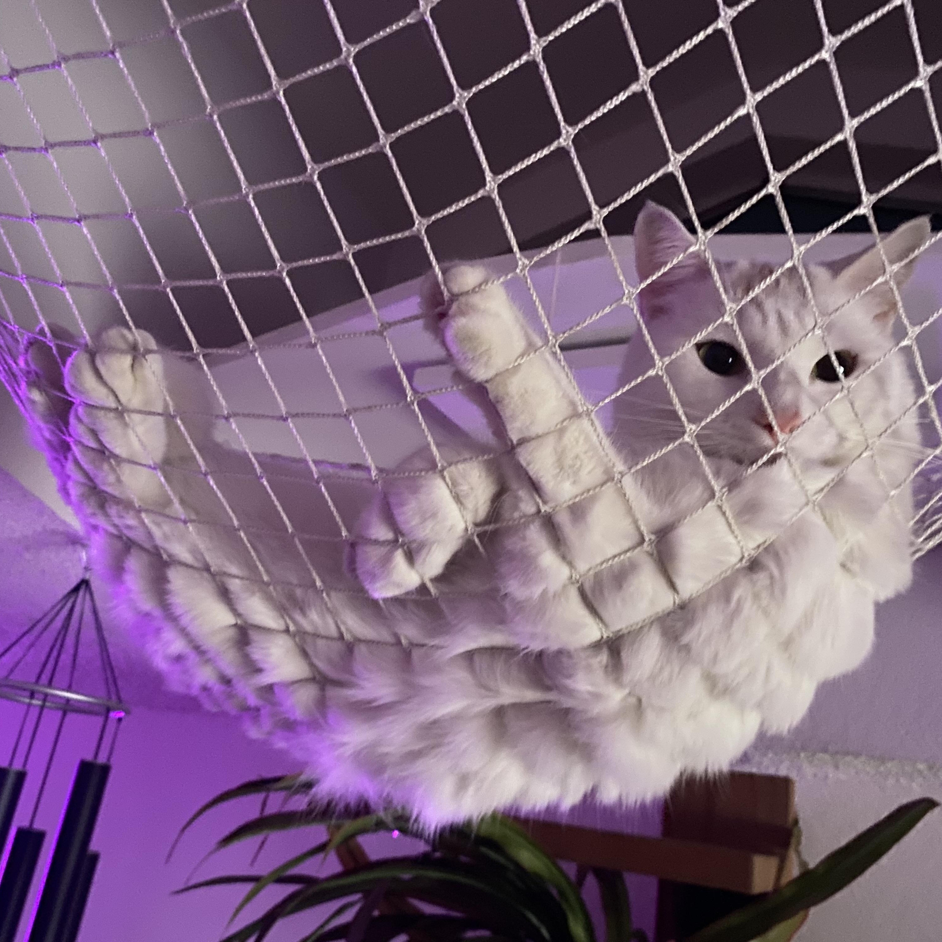 Enlarge Boo, a Adoptable Turkish Van in Costa Mesa, CA image 1/5