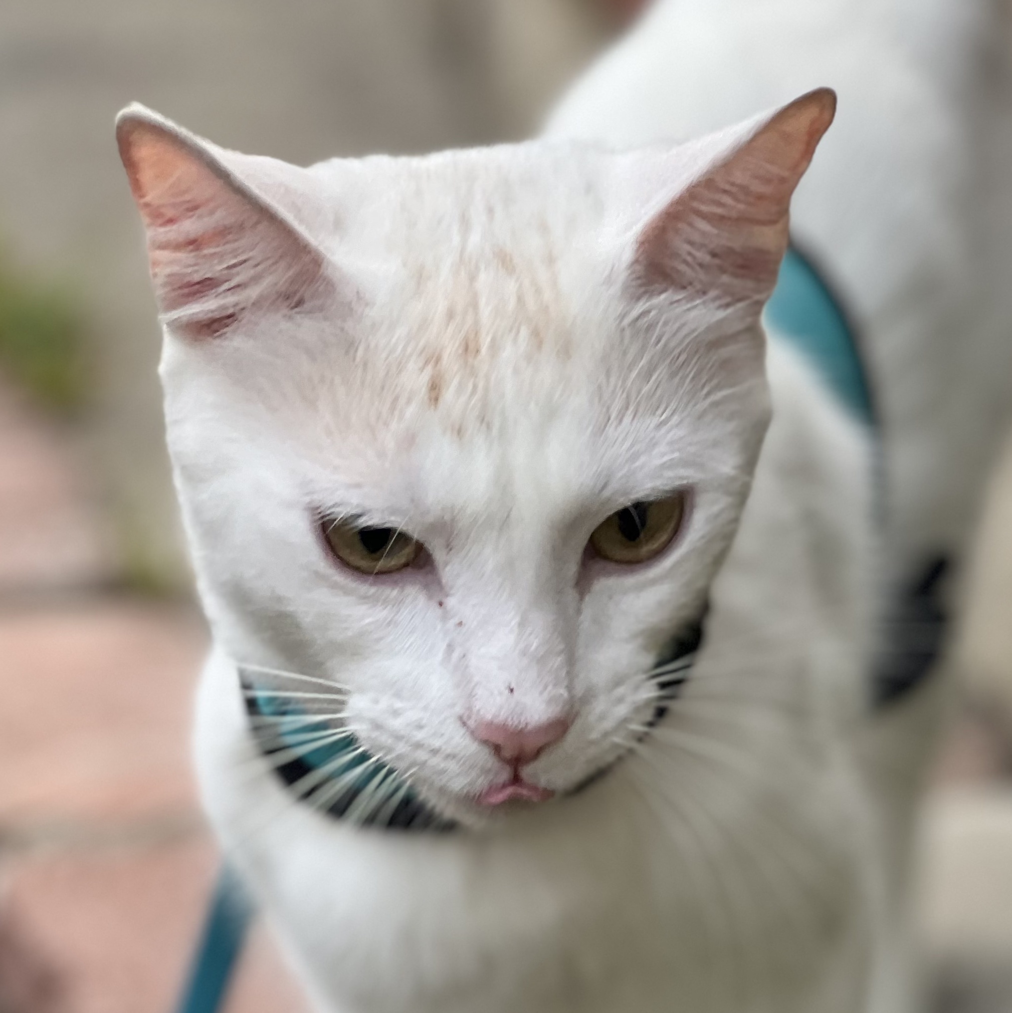 "Boo-Boo" (=•́ܫ•̀=)ノ, Adoptable, Young Male Turkish Van.