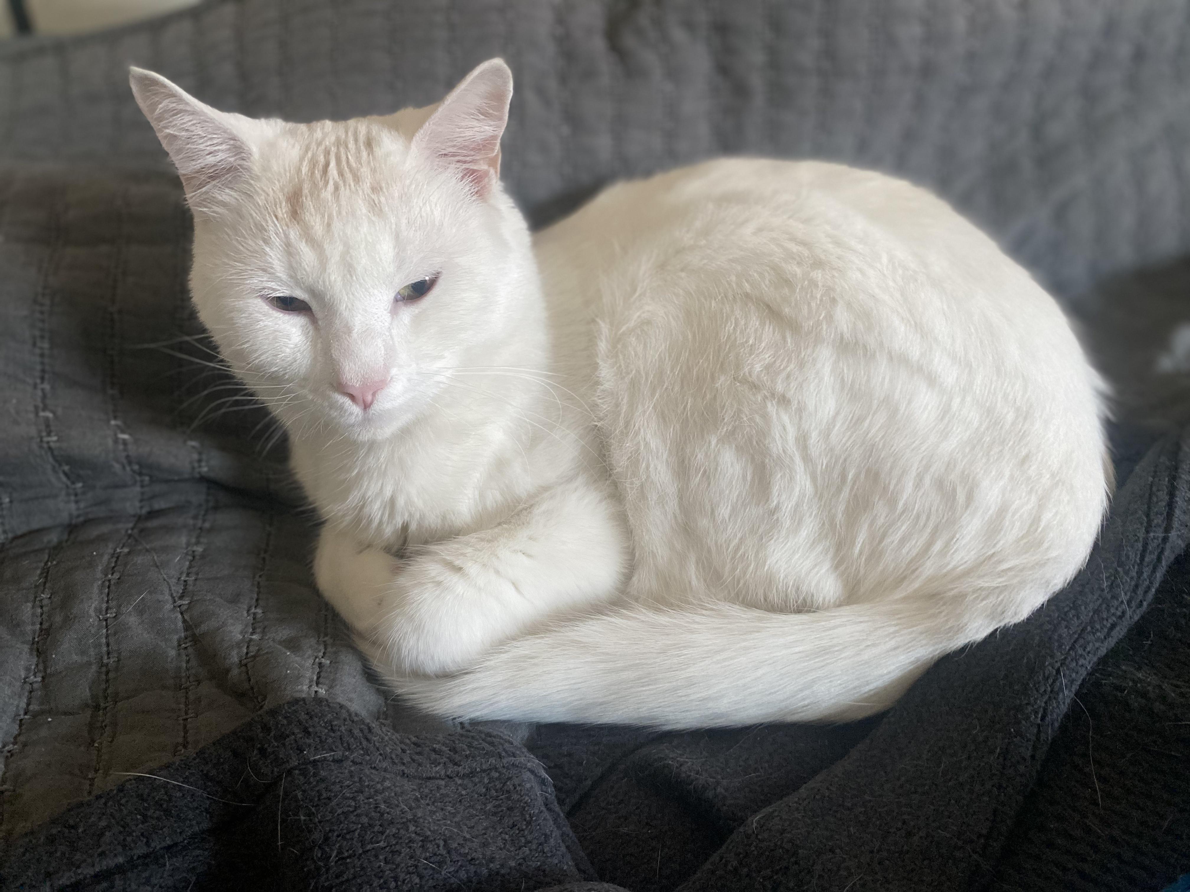 "Boo-Boo" (=•́ܫ•̀=)ノ, Adoptable, Young Male Turkish Van.