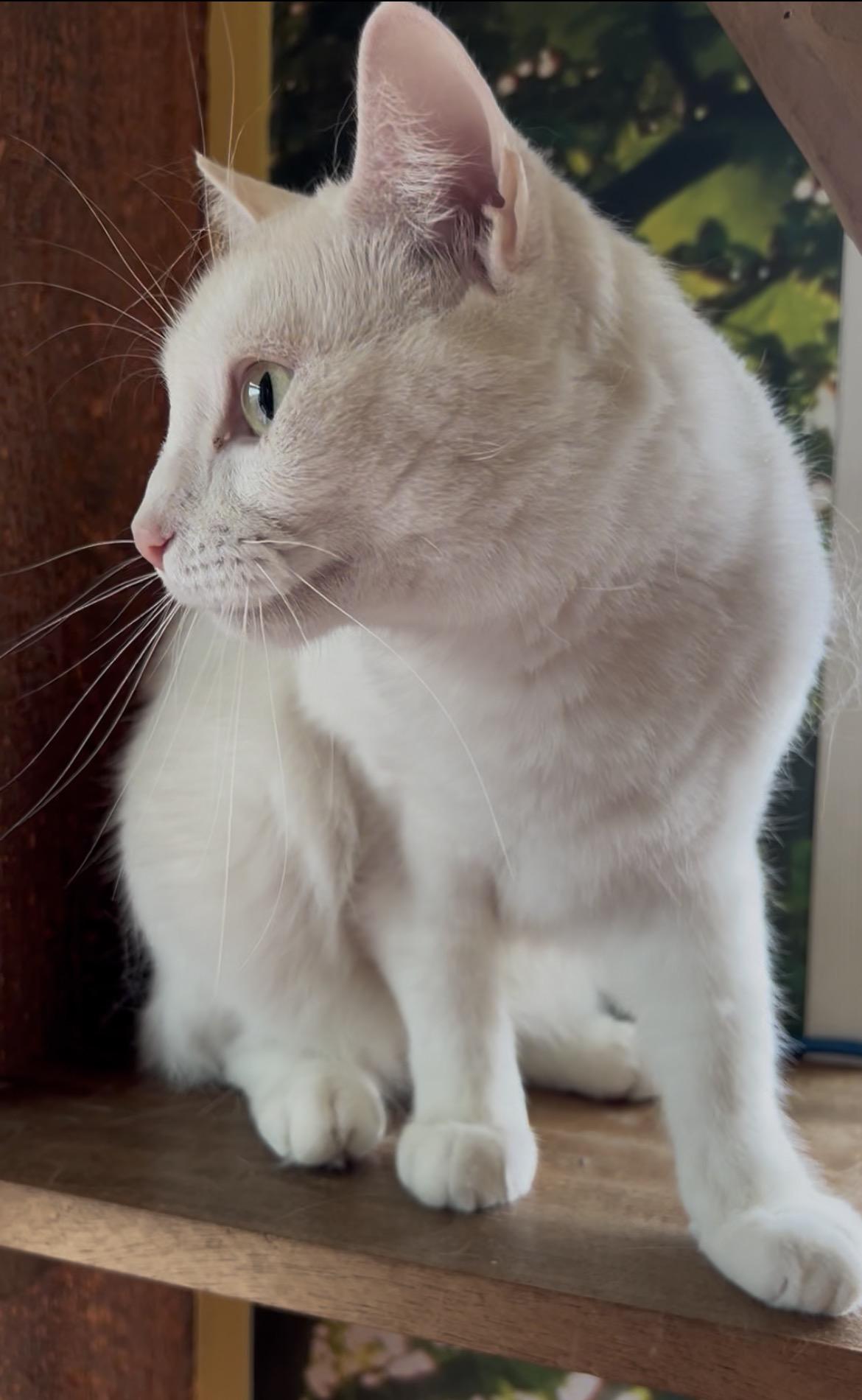 "Boo-Boo"  (=•́ܫ•̀=)ノ, Adoptable, Young Male Turkish Van.