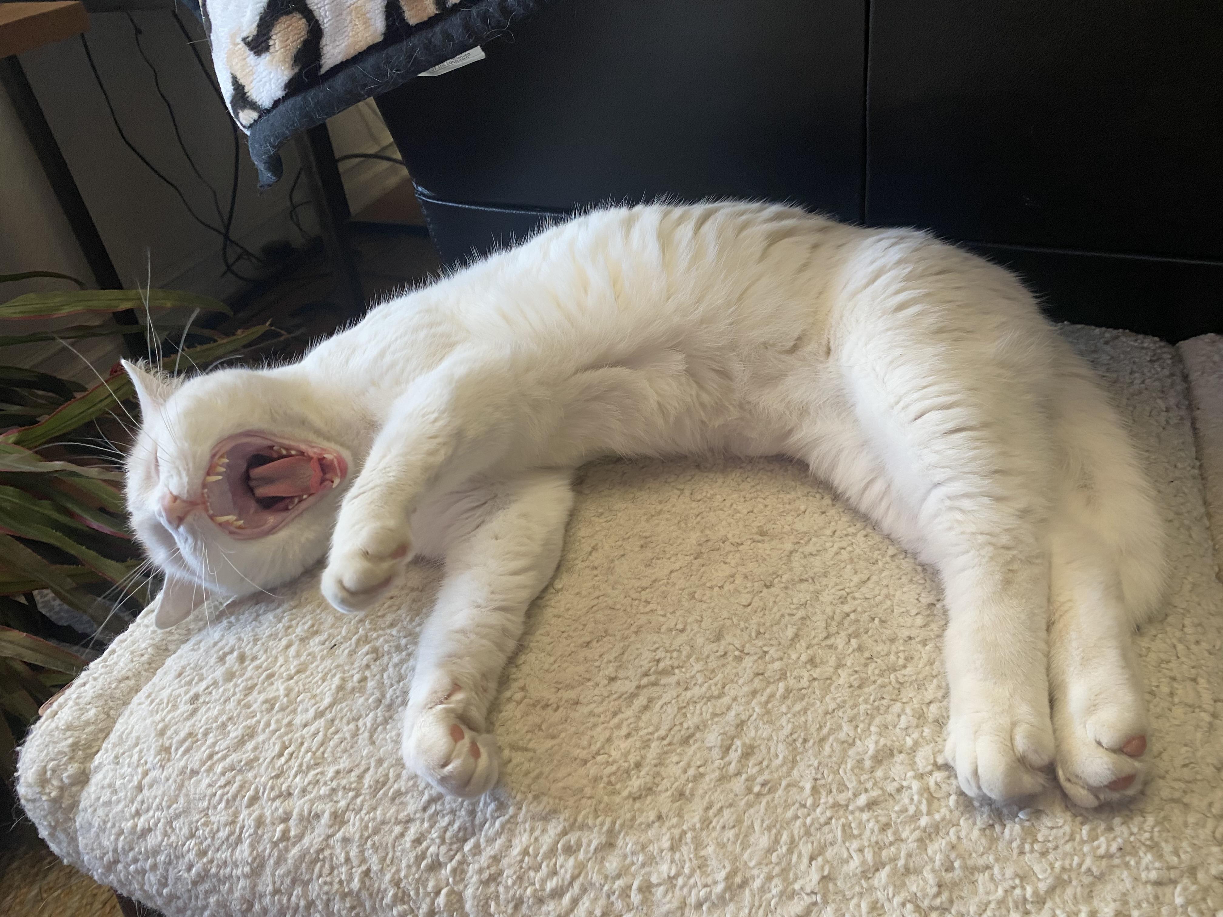 Enlarge Boo, a Adoptable Turkish Van in Costa Mesa, CA image 4/5