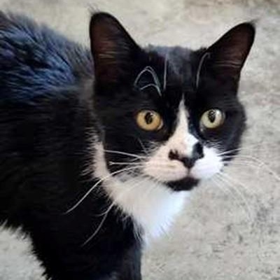 Stetson, ADOPTABLE, Adult Male Tuxedo.