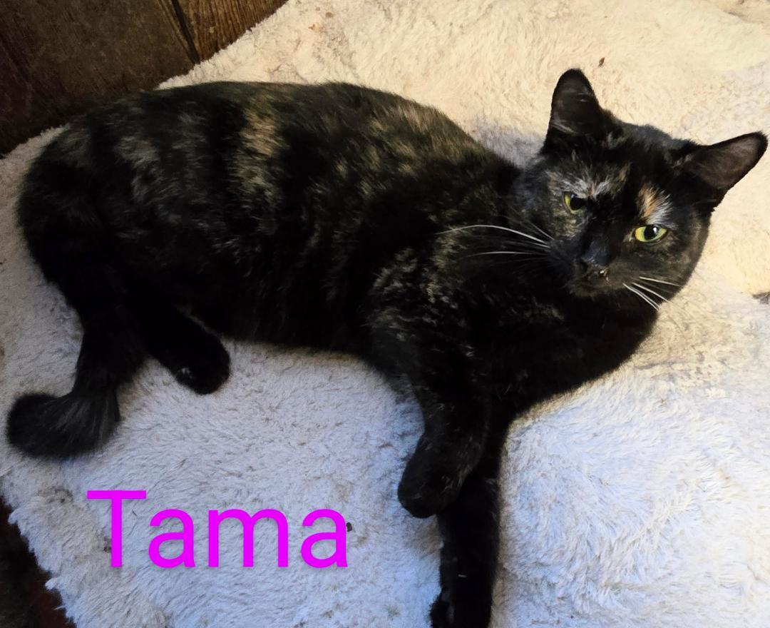 Tama thumbnail 4