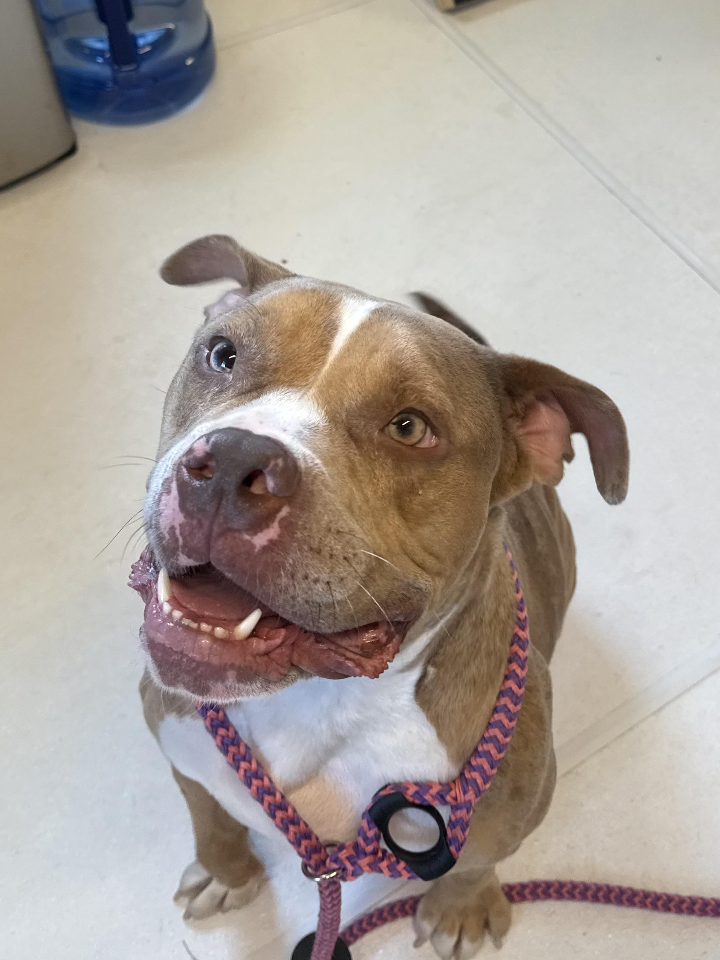 Enlarge Krisp, a Adoptable Mixed Breed in Queenstown, MD image 2/3
